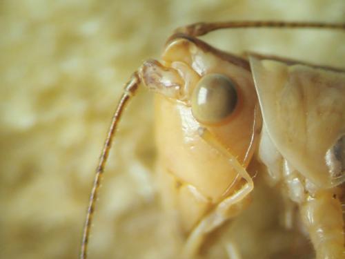 Conocephalus fuscus